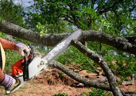 Best Tree Maintenance Programs  in Redwood City, CA