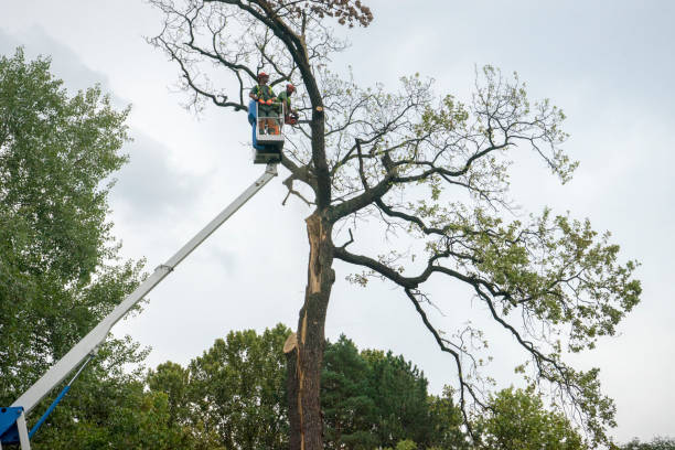 Best Firewood Processing and Delivery  in Redwood City, CA