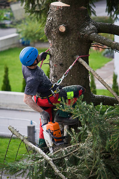 Best Commercial Tree Services  in Redwood City, CA