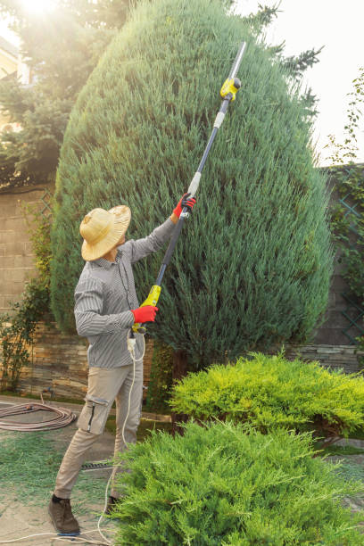 Reliable Redwood City, CA Tree Care  Solutions